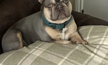 French Bulldog