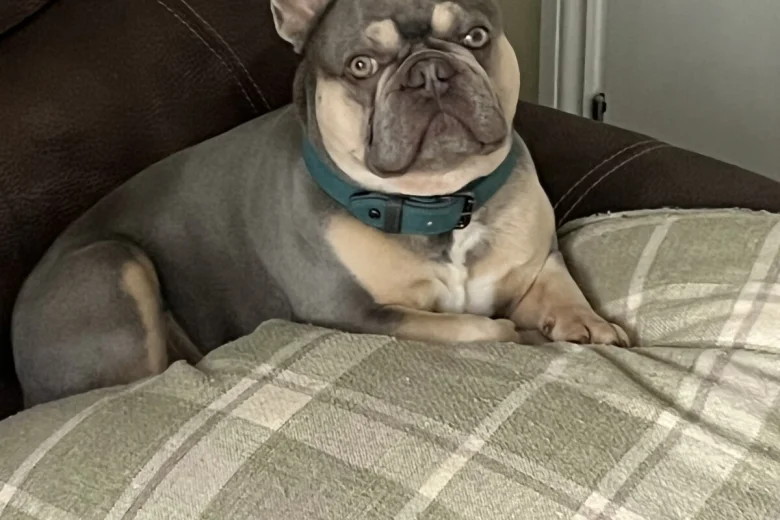 French Bulldog