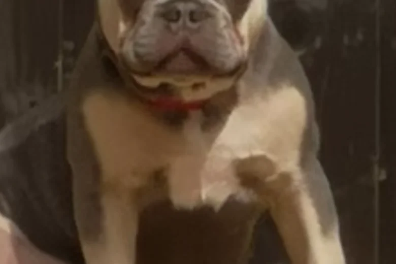 French Bulldog