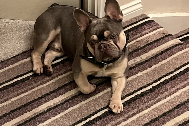 French Bulldog