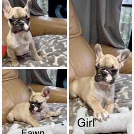 French Bulldog - Both