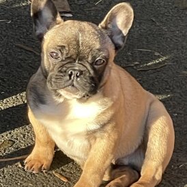 French Bulldog - Dogs