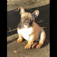 French Bulldog - Dogs