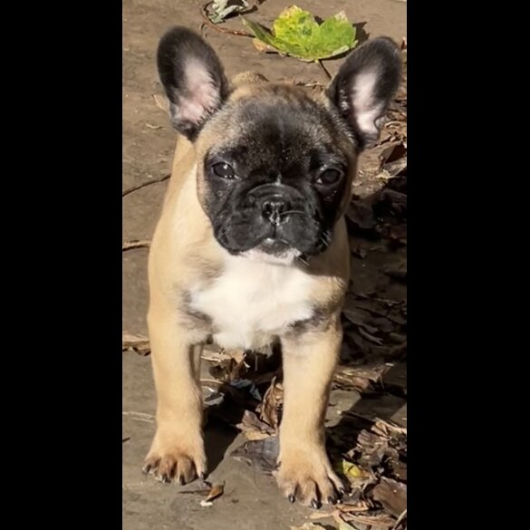 French Bulldog - Dogs