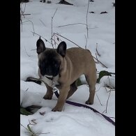 French Bulldog - Dogs