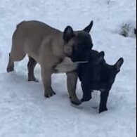 French Bulldog - Dogs