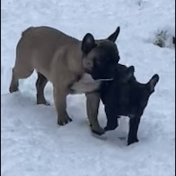 French Bulldog - Dogs