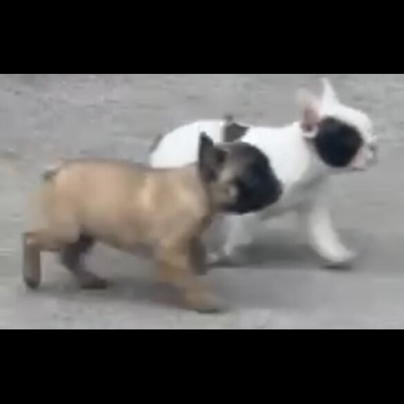 French Bulldog - Dogs