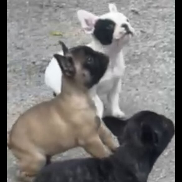 French Bulldog - Dogs