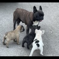 French Bulldog - Dogs