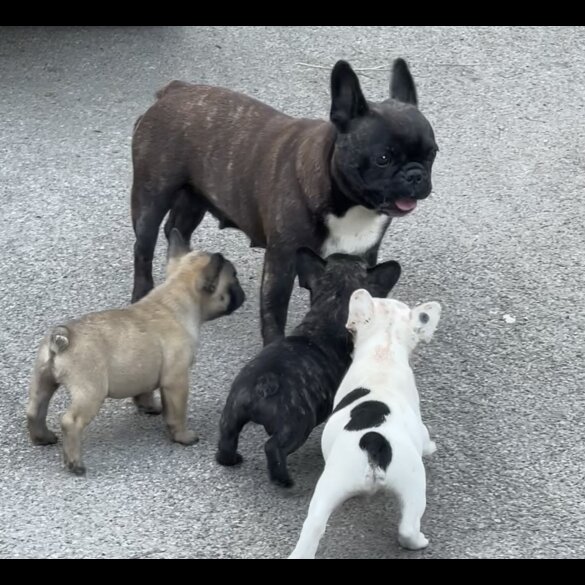 French Bulldog - Dogs