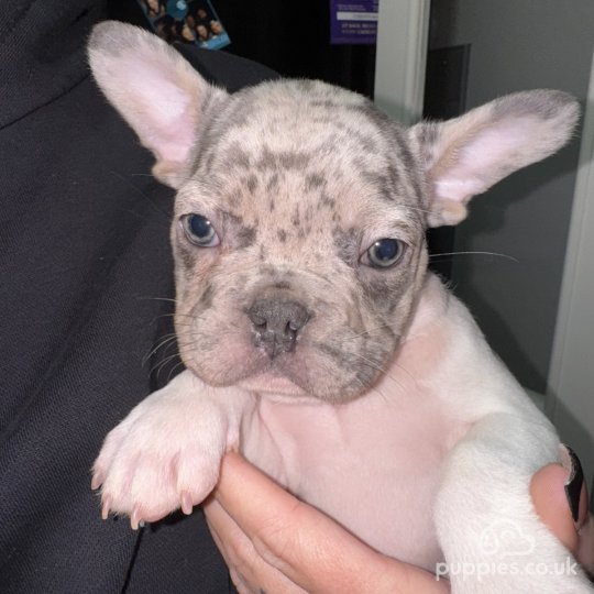 French Bulldog - Dogs