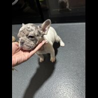 French Bulldog - Dogs