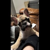 French Bulldog - Both