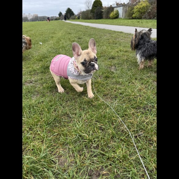 French Bulldog - Both