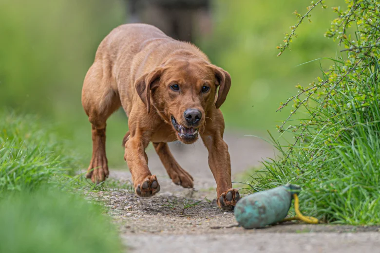 Labrador Retriever