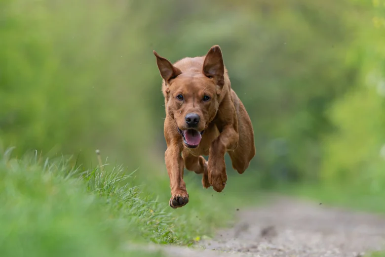 Labrador Retriever