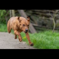 Labrador Retriever