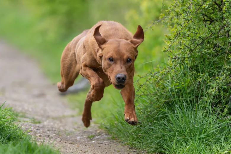 Labrador Retriever