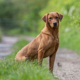 Labrador Retriever