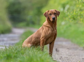 Labrador Retriever