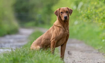 Labrador Retriever