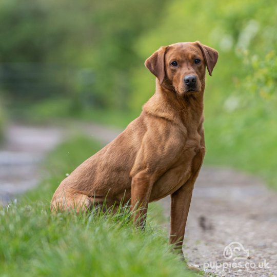 Labrador Retriever