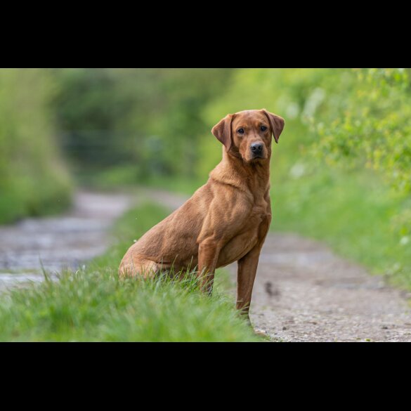 Labrador Retriever