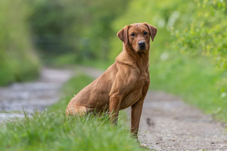 Labrador Retriever