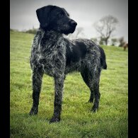 German Pointer - Both