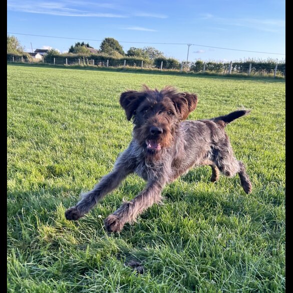 German Pointer - Both