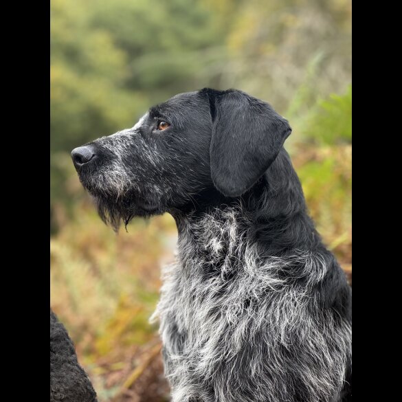 German Pointer - Both