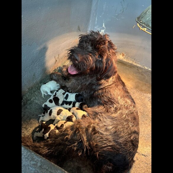 German Pointer - Both