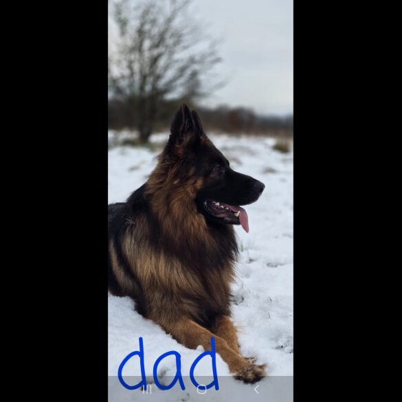 German Shepherd (Alsatian) - Both