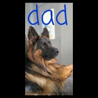 German Shepherd (Alsatian) - Both