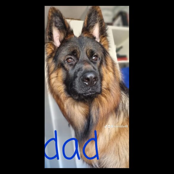 German Shepherd (Alsatian) - Both