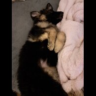 German Shepherd (Alsatian) - Both