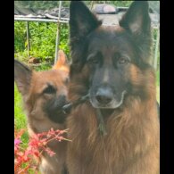 German Shepherd (Alsatian) - Both