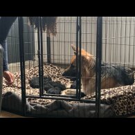 German Shepherd (Alsatian) - Both