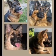 German Shepherd (Alsatian) - Both