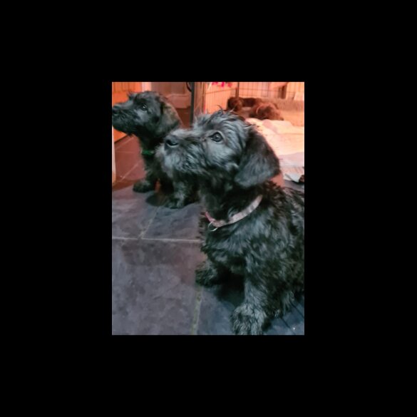 Glen of Imaal Terrier - Both