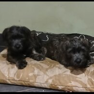 Glen of Imaal Terrier - Both