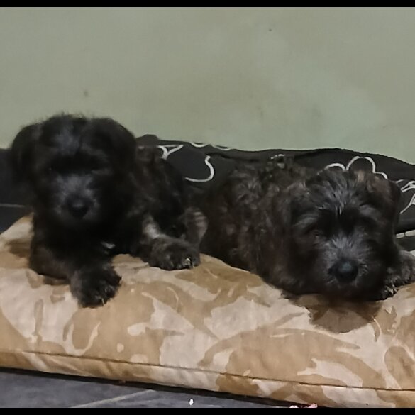 Glen of Imaal Terrier - Both