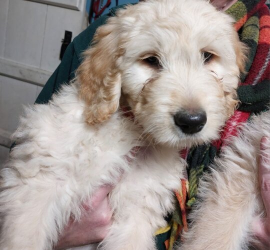 Goldendoodle