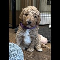 Goldendoodle - Both