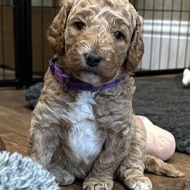 Goldendoodle - Both