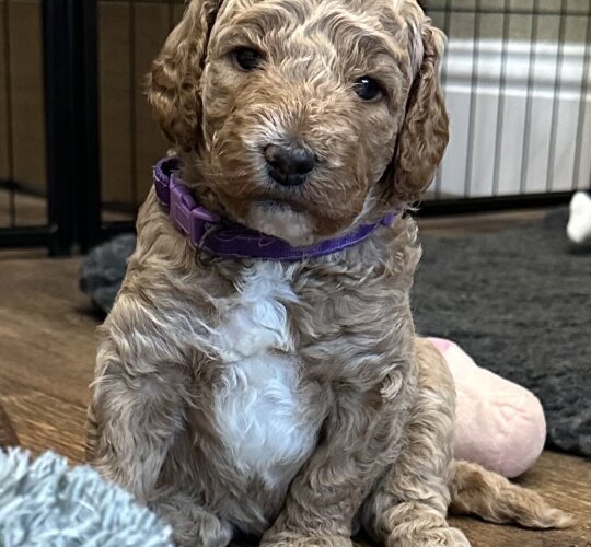 Goldendoodle