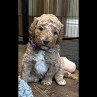 Goldendoodle - Both