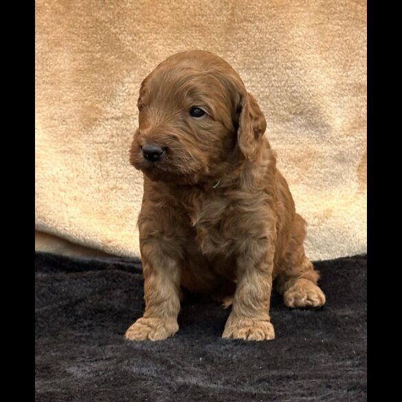 Goldendoodle - Both