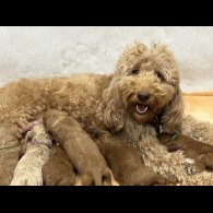 Goldendoodle - Both